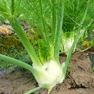 球茎茴香种子高产根球大茴香菜种籽春季四季播蔬菜种子小茴香菜籽