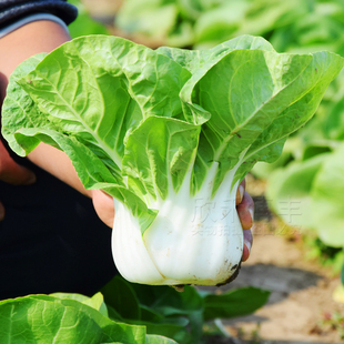 矮脚奶白菜种子种籽四季阳台盆栽秋冬季耐寒青菜籽奶油白梗小白菜