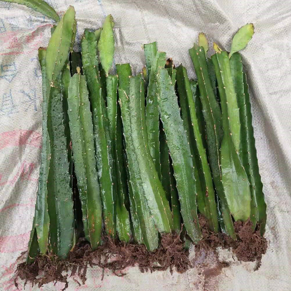 新品种火龙果苗红心当年结果火龙果苗 果树 红心火龙果苗盆栽四季