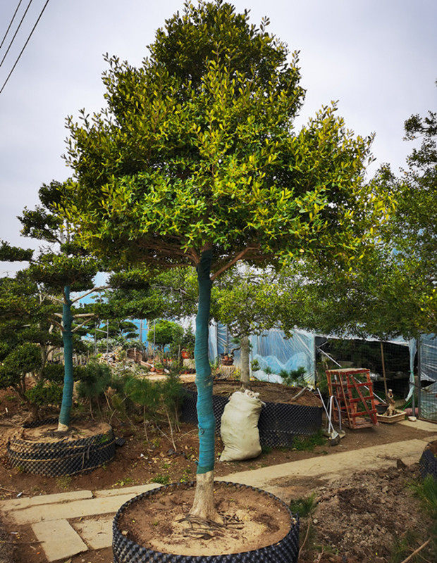 叶飘香-特价促销-优惠券领取-价格|多少钱|什么牌子好-35优惠券网站