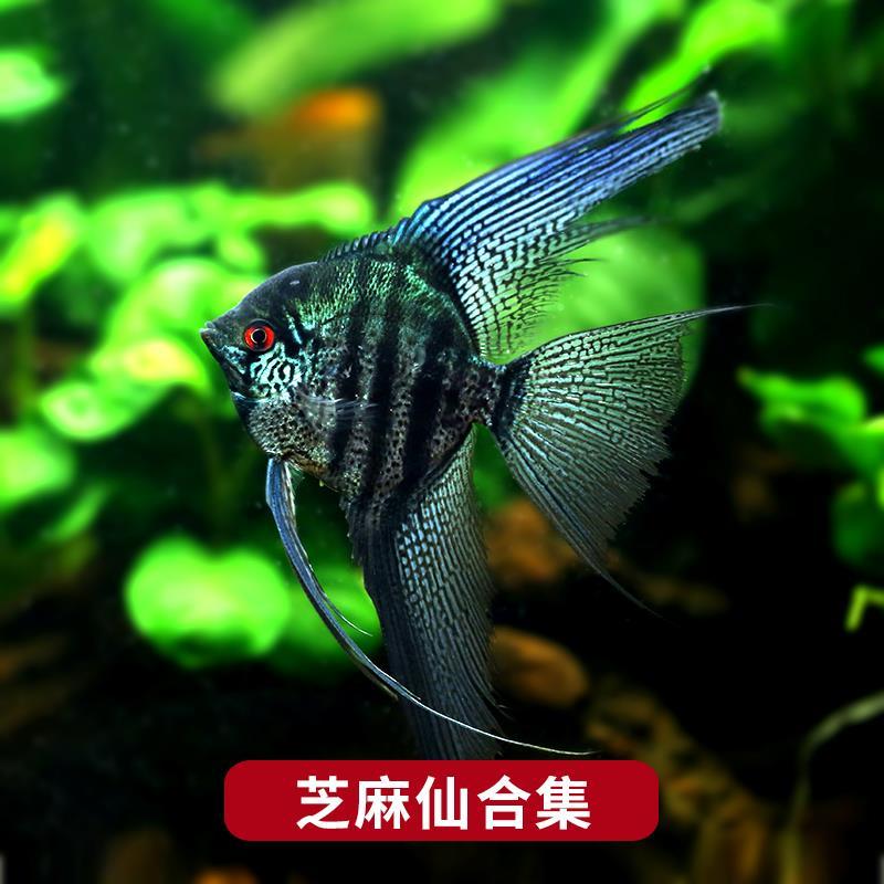 热带鱼观赏鱼神仙鱼活体燕鱼芝麻神仙鱼淡水鱼七彩神仙配鱼1906