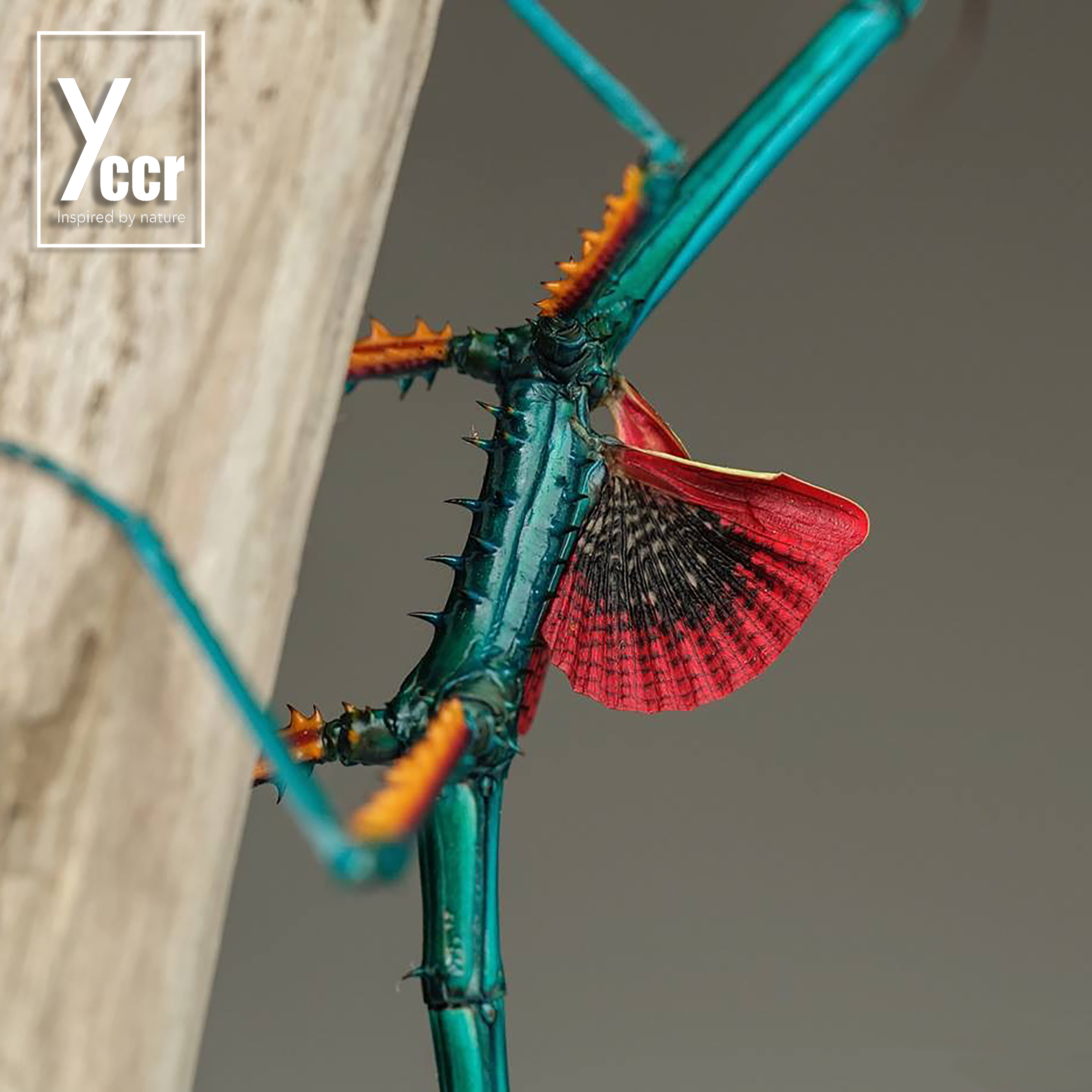 【稀少】红翼青龙竹节虫 受精卵 非常漂亮吃芭乐树莓叶 包风险!在类目 宠物/宠物食品及用品, 爬虫/鸣虫及其用品, 其他爬虫/鸣虫中 - 来自Buy2taobao.com提供专业的淘宝代购服务