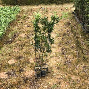 定制冲量罗汉松树苗造型盆景球型植物庭院阳台室外耐寒绿植四季常