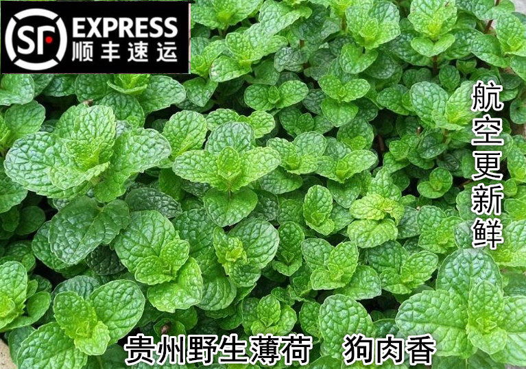 9淘宝新品野生鱼香草苗狗肉香留兰香蔬菜食用农产品现挖一件10棵带泥