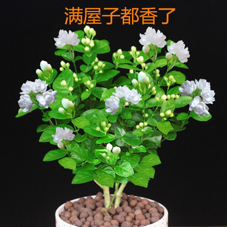 【带花苞发货】茉莉花盆栽重瓣花苗浓香型室内阳台植物四季开花卉