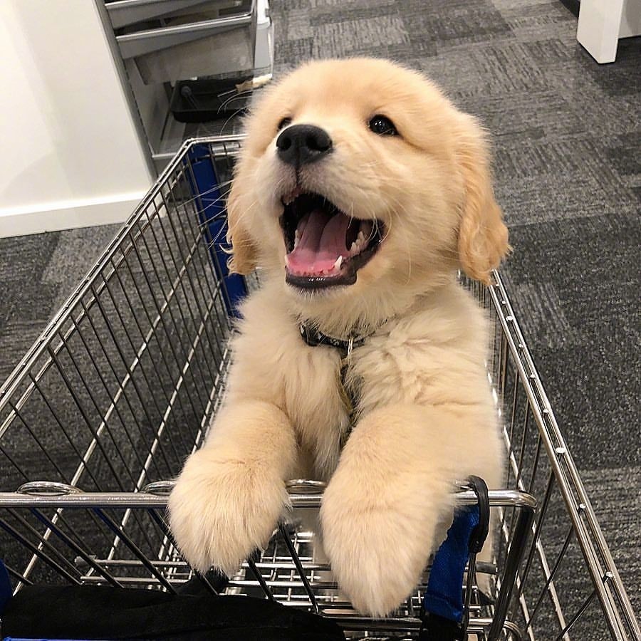 纯种金毛幼犬活体大骨架拉布拉多幼犬家养金毛犬巡回导盲犬狗狗