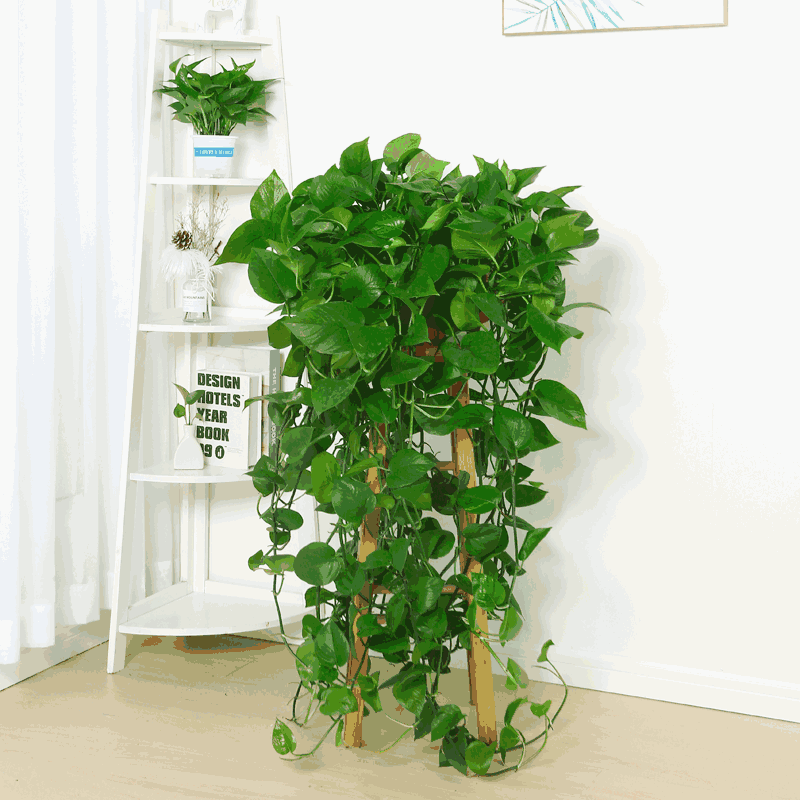 怡家绿萝的优惠券大全—绿萝长藤垂吊花卉大叶盆景怡家新品包邮爬墙