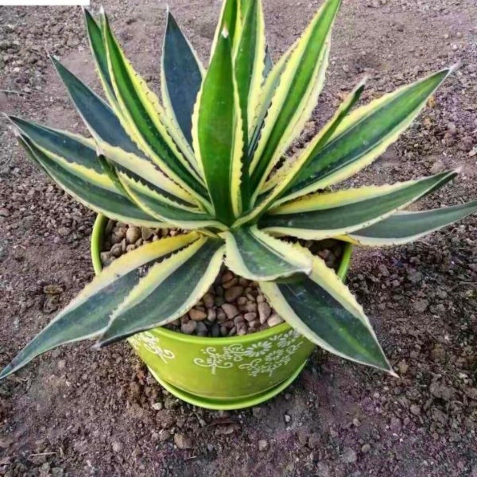 龙舌兰植物金边包邮耐旱好养盆栽多肉景观净化空气客厅小盆栽室内