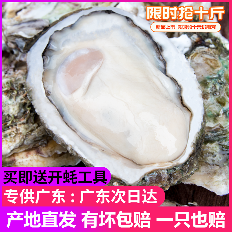 广东生蚝鲜活10斤特大整箱新鲜海蛎