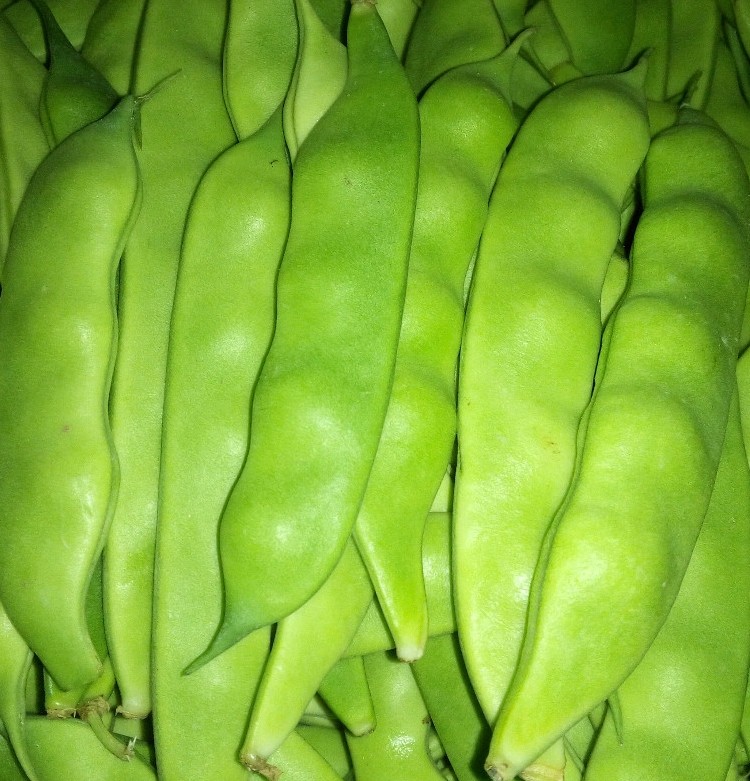 油豆角东北-特价促销-优惠券领取-价格|多少钱|什么牌子好-35优惠券网