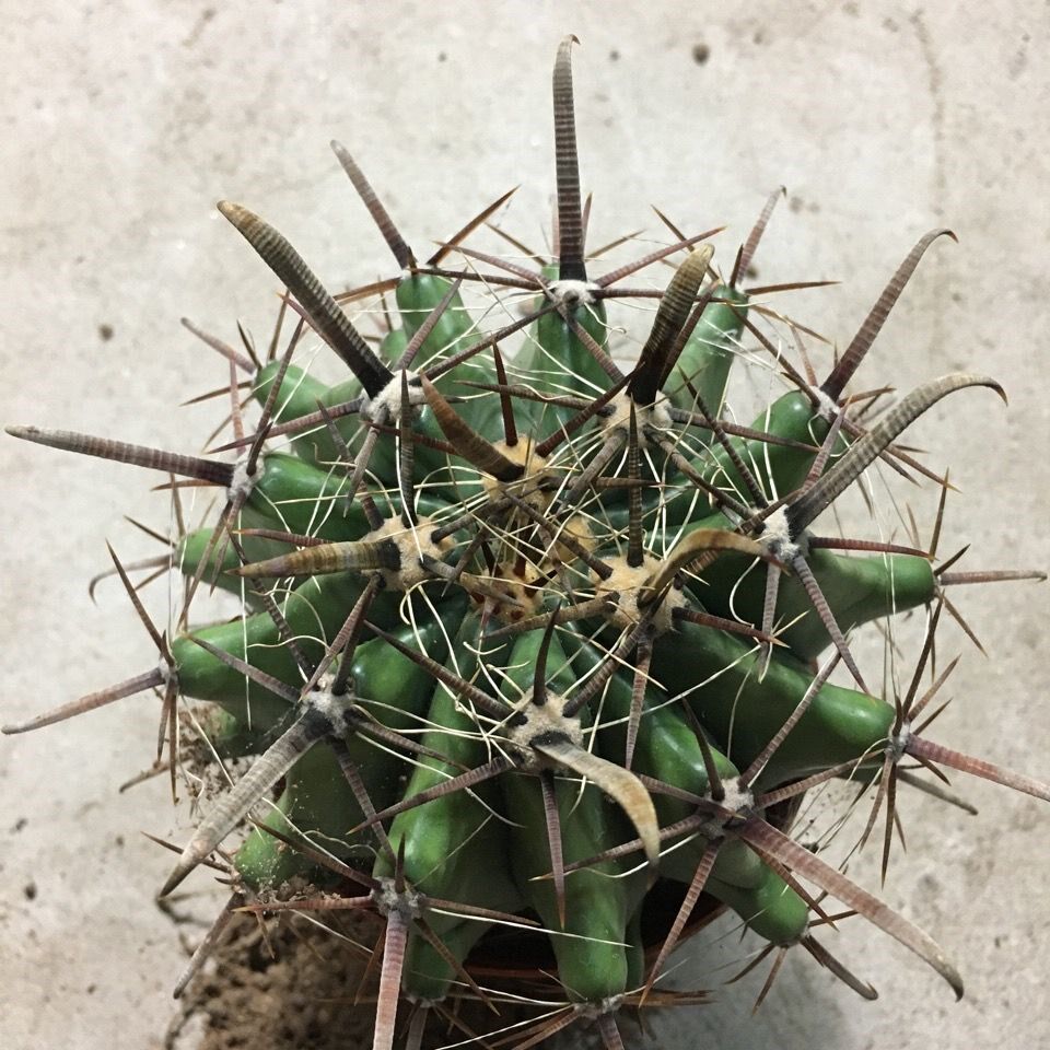 宽刺巨鹫玉开花仙人球刺座超狂超漂亮防辐射