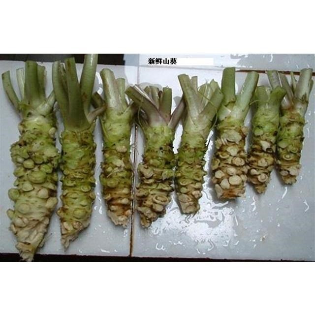 山葵苗-特价促销-优惠券领取-价格|多少钱|什么牌子好-35优惠券网站