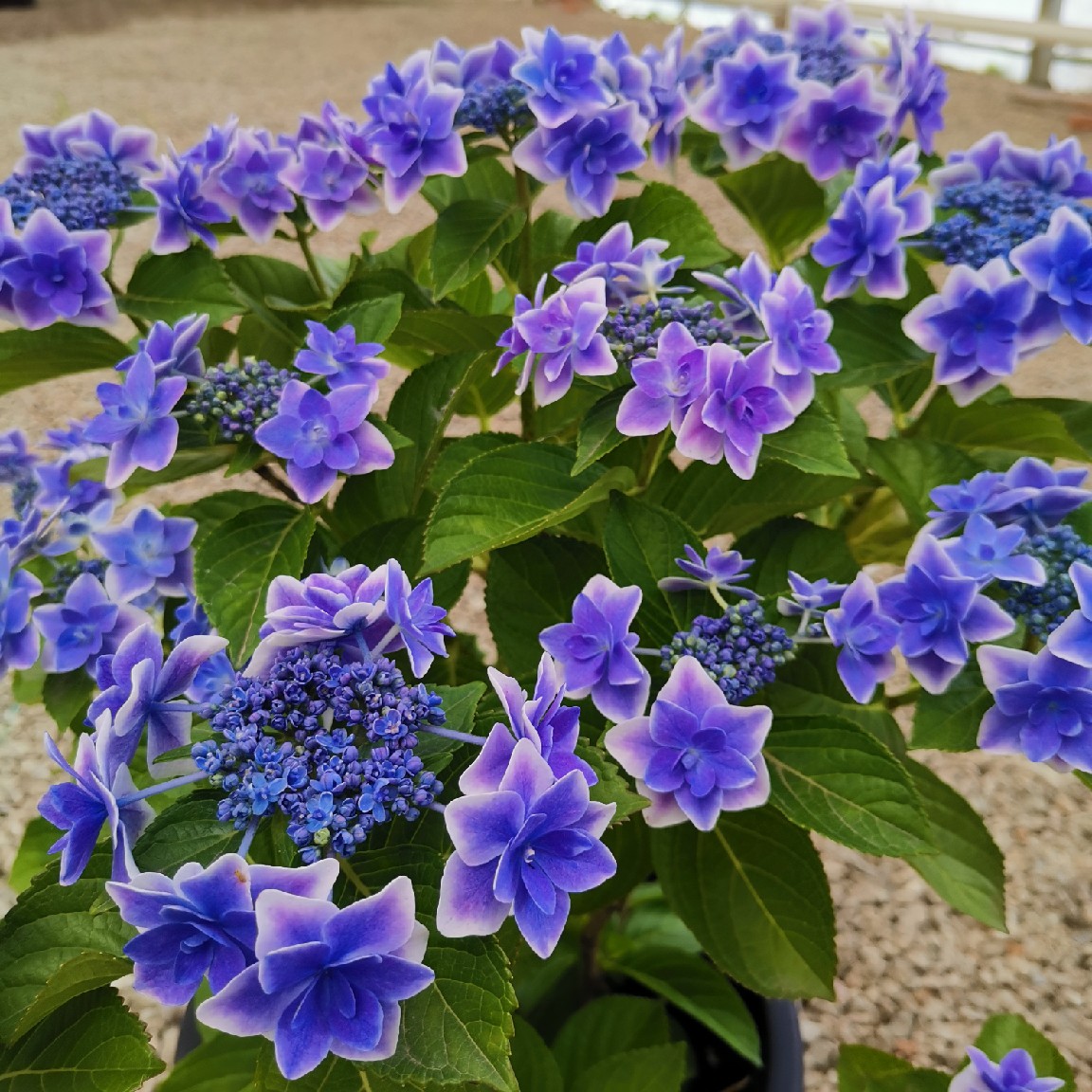 枫雪园艺 星星糖/金平糖 进口绣球盆栽花苗庭院露台院子盆栽花卉