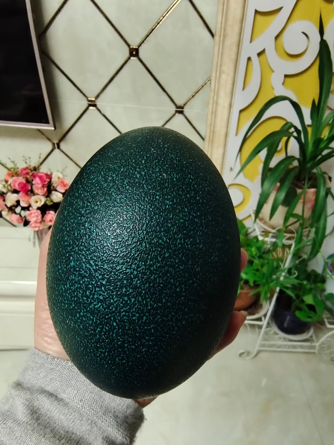 鸸鹋蛋澳洲鸵鸟蛋新鲜食用可以孵化授精蛋