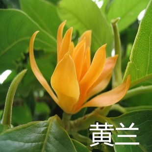 白兰花盆栽玉兰花树苗花卉植物黄角兰黄果室内四季开花鲜花带花苞