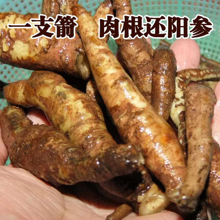 大一支箭肉根还阳参大地挡云南野生250g干净煲汤泡蜂蜜新货