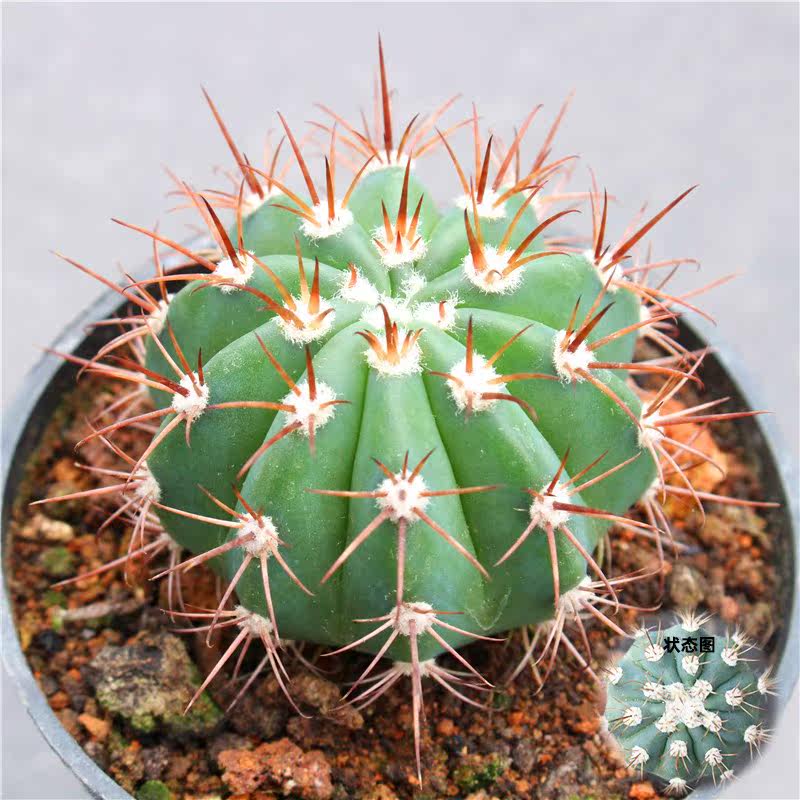 蓝云仙人球 实生籽播高端云球花座球属植物 稀有品种大颗盆栽花卉