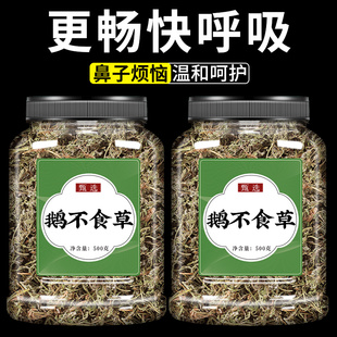 鹅不食草中药材新鲜官方旗舰店正品中草药苍耳子鹅不吃草泡水喝茶