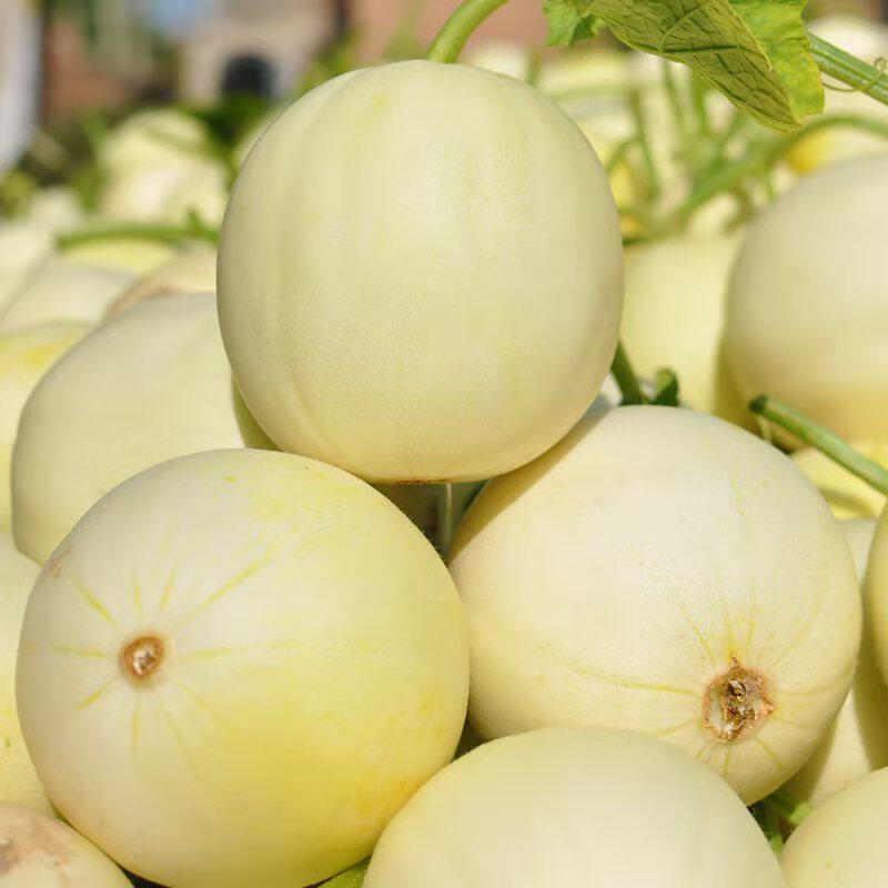 香瓜玉茹甜瓜新鲜10斤包邮郁金香绿宝石羊角蜜田园水果当季整箱