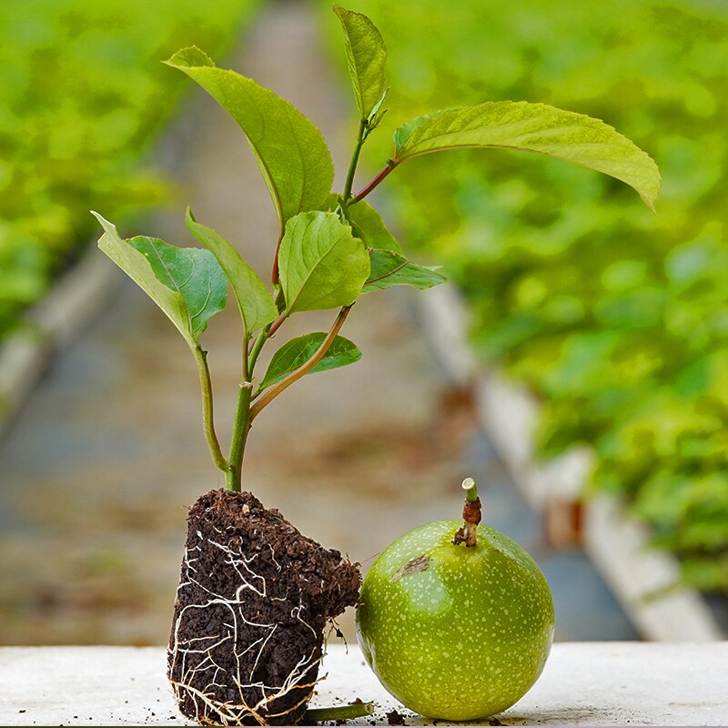 特价黄金百香果苗树苗嫁接