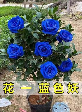 蓝色妖姬盆栽种植方法图片
