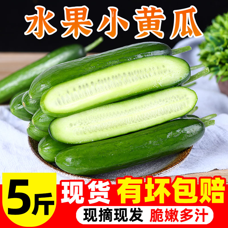 中鲜生水果黄瓜新鲜包邮5斤小黄瓜青