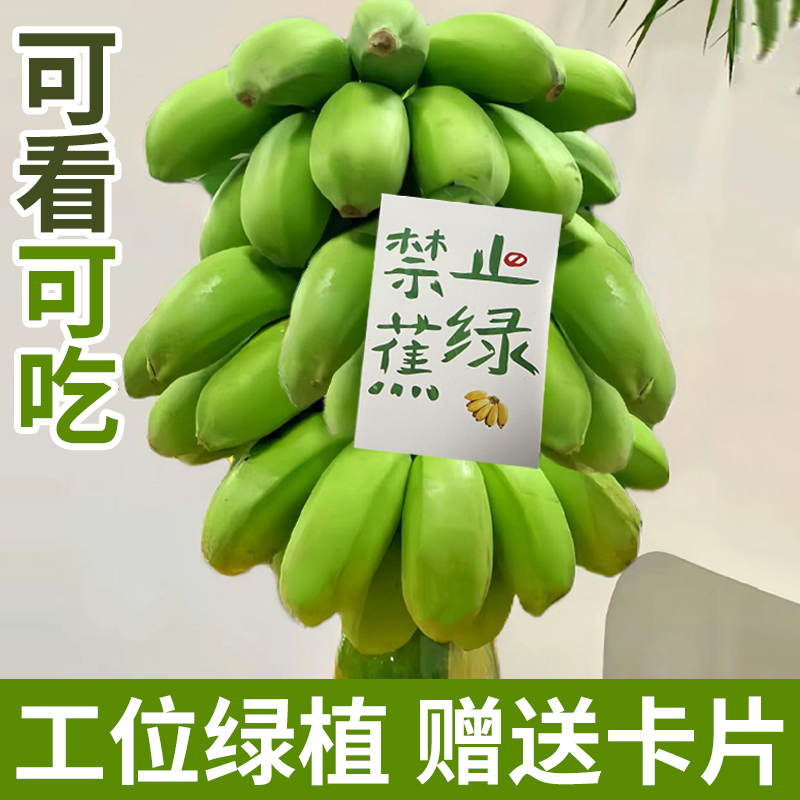 禁止蕉绿水培香蕉植物芭蕉拒绝焦虑整