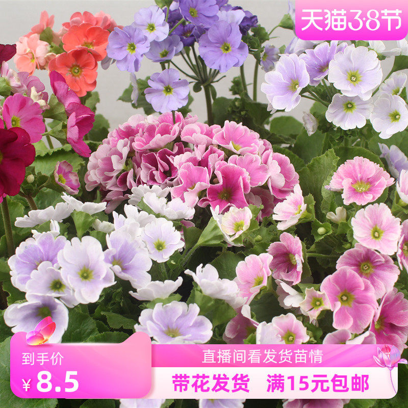 四季樱草盆栽植物喜凉耐寒报春花卉阳台庭院易养花期长冬季开花