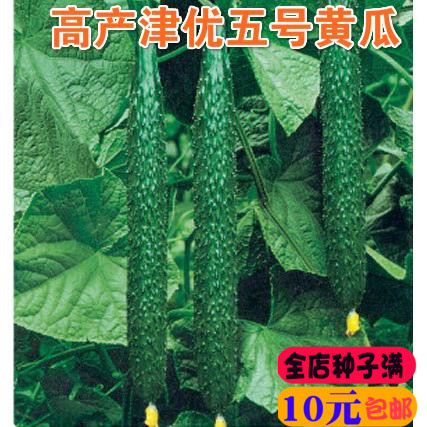 高产津优五号黄瓜种子青瓜绿瓤刺黄瓜庭院春秋四季水果蔬菜种籽孑