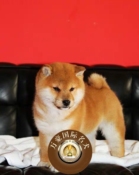 赛级血统日系柴犬幼犬 出售 赤色日本柴犬幼犬宠物狗狗 保证健康