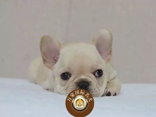 北京正规犬舍出售纯种法国宠物狗