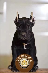 北京犬舍出售純種意系卡斯羅幼犬 賽級血統黑色寵物狗活體 可空運