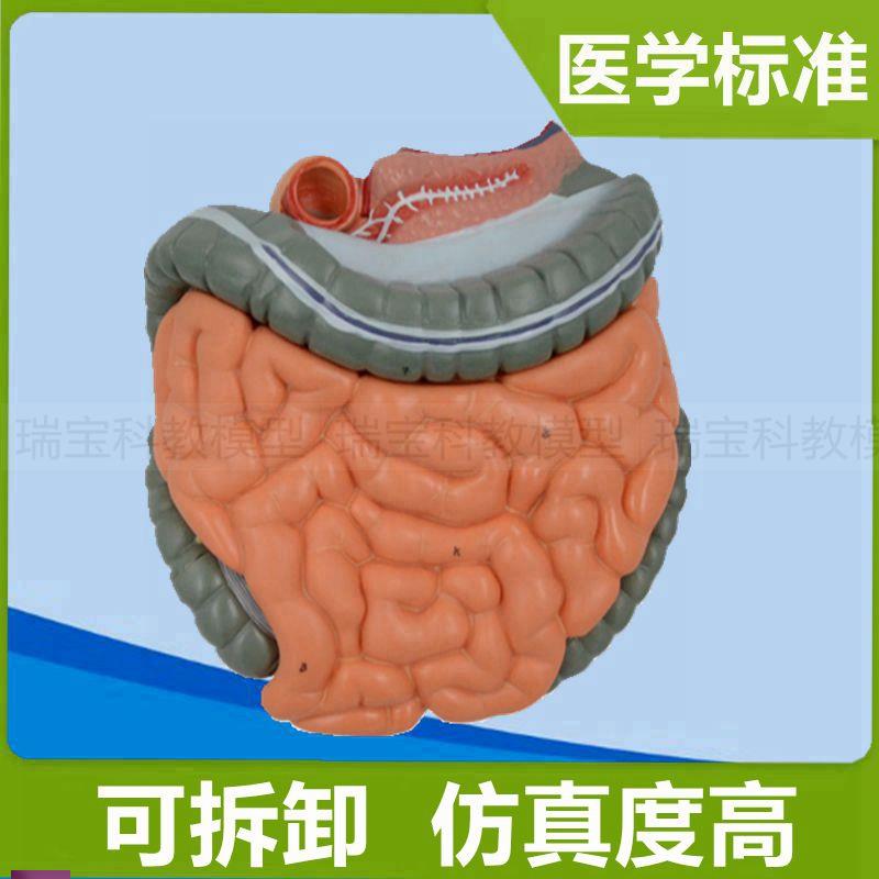 人体肠道模型空回l肠大小肠阑尾盲肠系膜淋巴结消化道医学解剖医