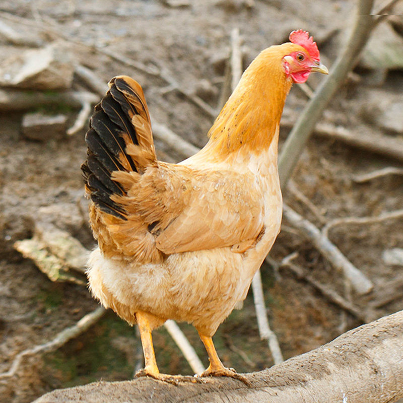 【土鸡图片】_土鸡图片大全-蜜罐蚁装修网