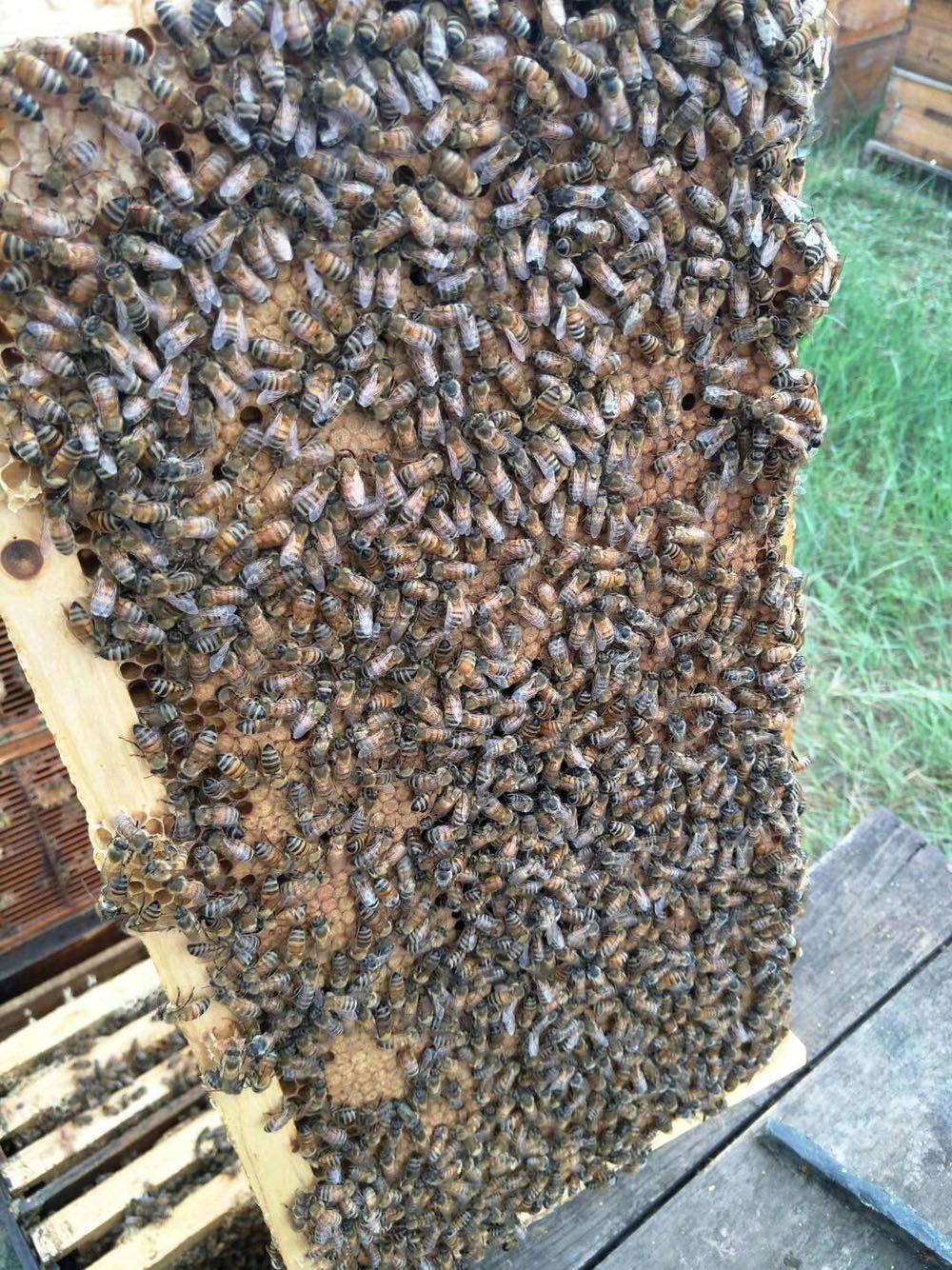 意蜂王活体意蜂蜂王开产王产卵王生产王处女王种王蜜王蜜浆王蜂群