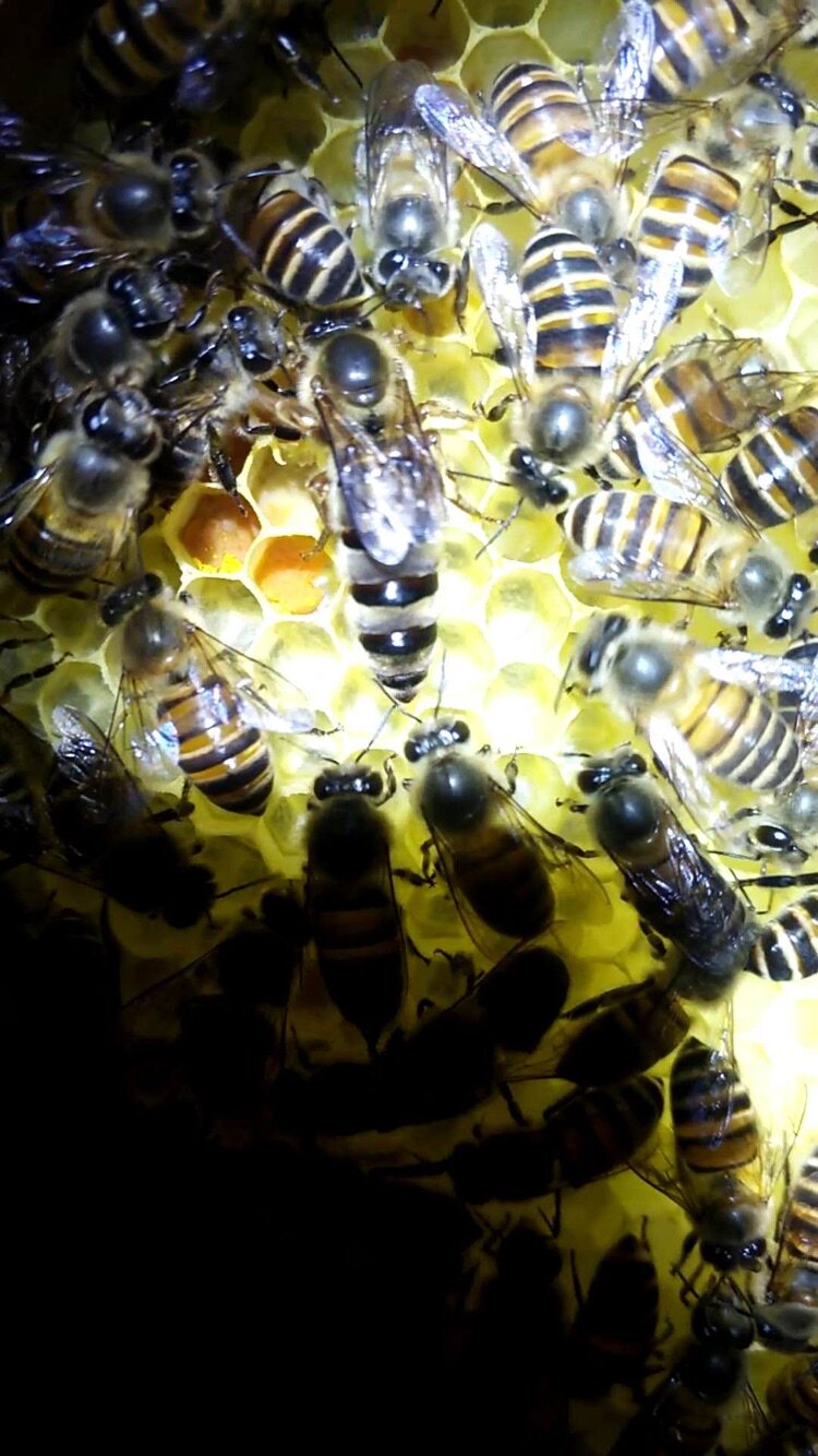 中蜂蜂王种王优质高产蜜蜂活体产卵王阿坝杂蜂王高产开产蜂王