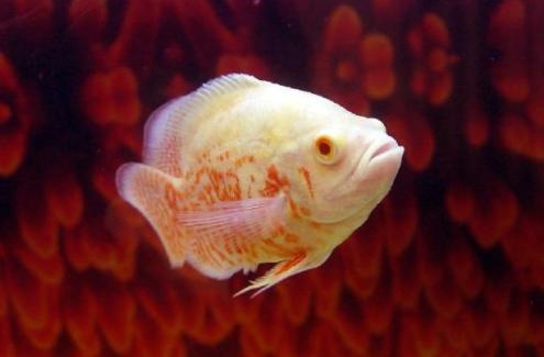 皇图_【鱼之皇】地图猪仔鱼养殖专用饲料(拍下满2件8折,3件7折)优惠券