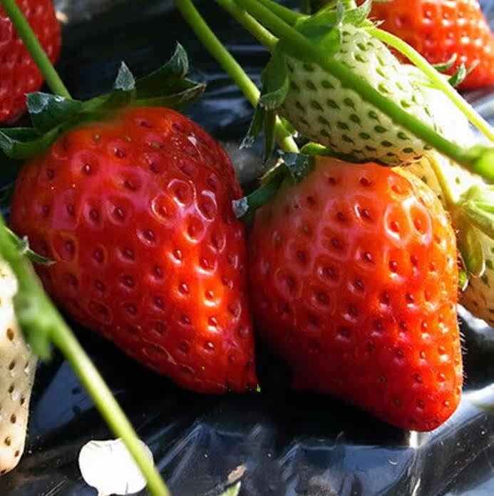 豆妈家日本草莓苗 越后姬 阳台庭院盆栽蔬果苗带土发