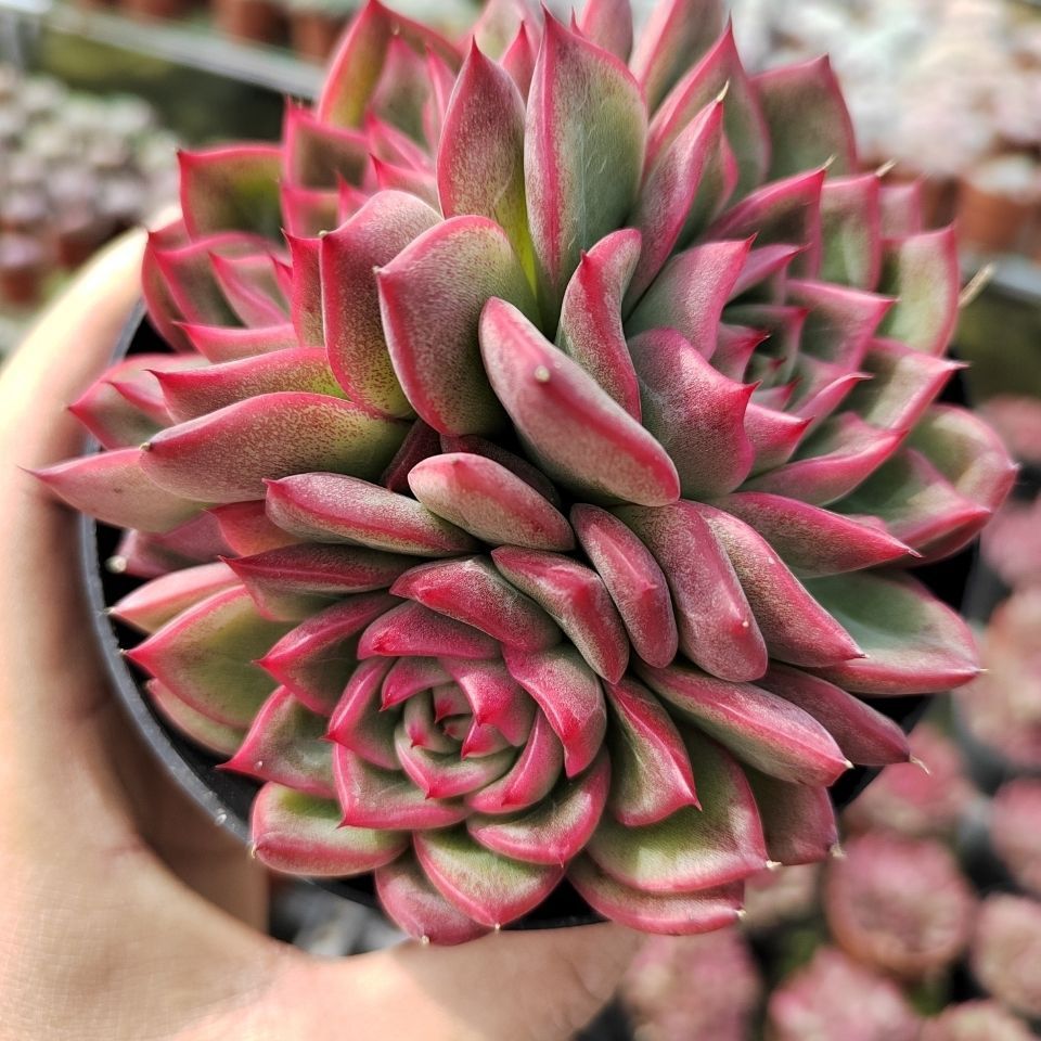 弗罗瑞安娜多肉新品弗洛瑞安那办公室内桌面绿植多肉植物稀有多肉