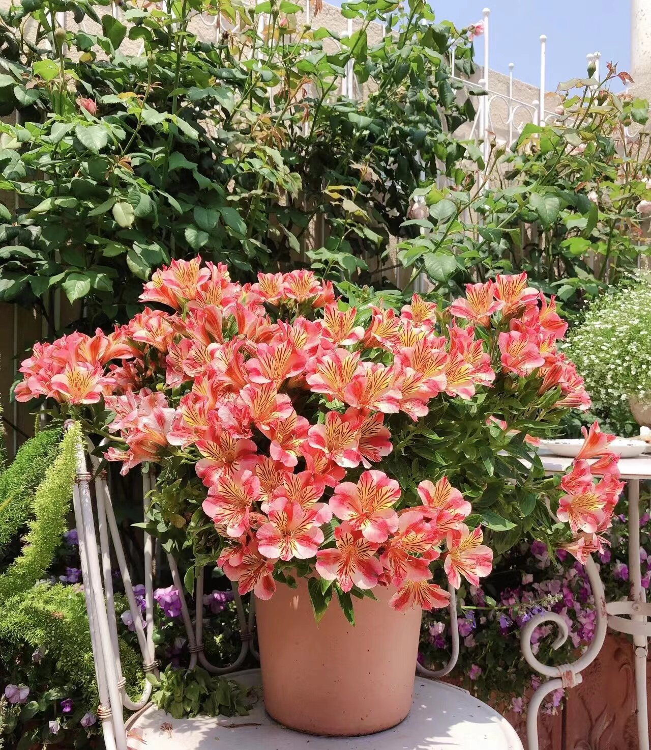 千玺的花园 六出花阳台庭院盆栽花卉花期长爆花