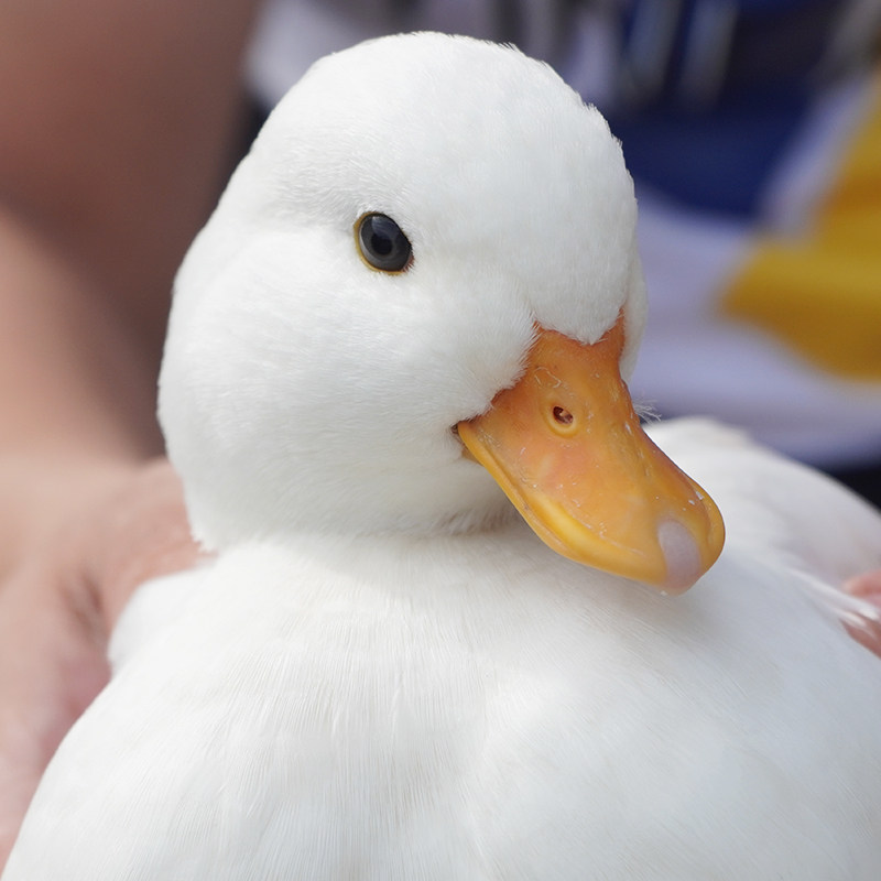柯尔鸭活宠物网红鸭子宠物鸭幼崽纯种可达鸭小鸭子活宠物柯尔鸭蛋
