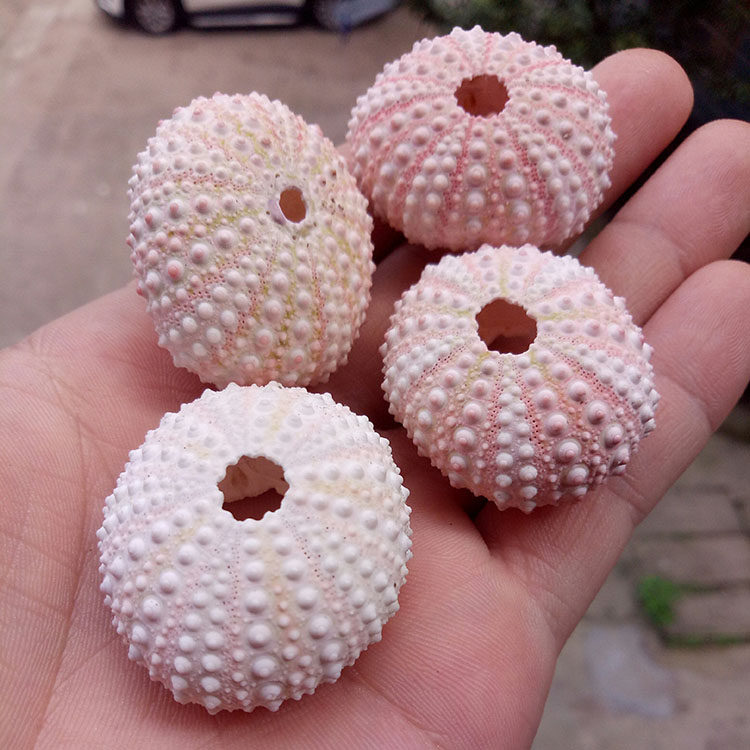 天然梦幻海胆粉红海胆壳橱窗设计装饰diy墙贴装饰地中海家居 推荐