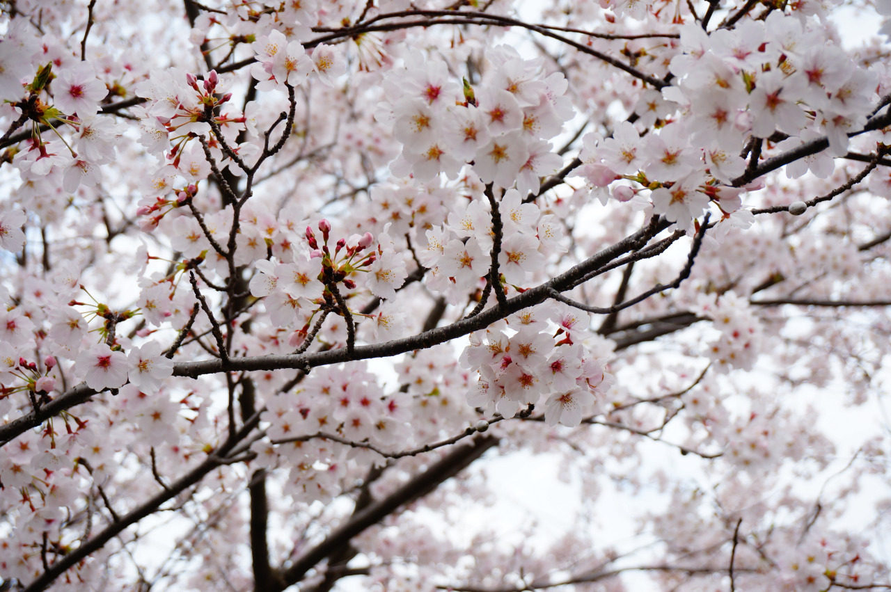 日本樱花sakura多年生落叶庭院树耐寒染井吉野秋冬季耐寒观花盆栽