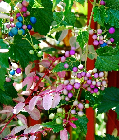 花叶蛇葡萄雅致阳台花园庭院植物盆栽苗带支架 藤蔓植物喜潮湿