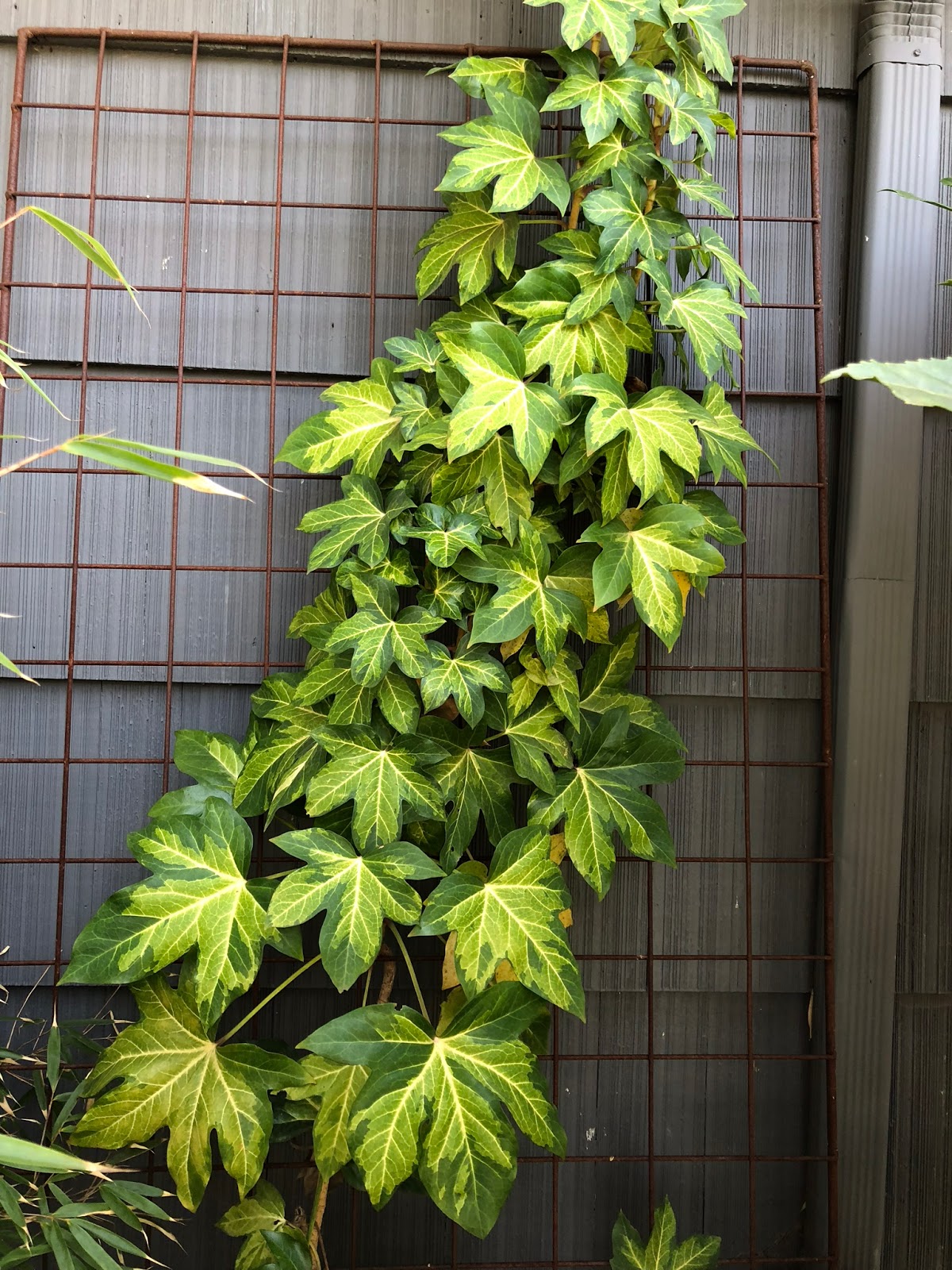 安妮密克金心熊掌木杂交八角金盘锦树常春藤 不喜阳 室内植物——花信