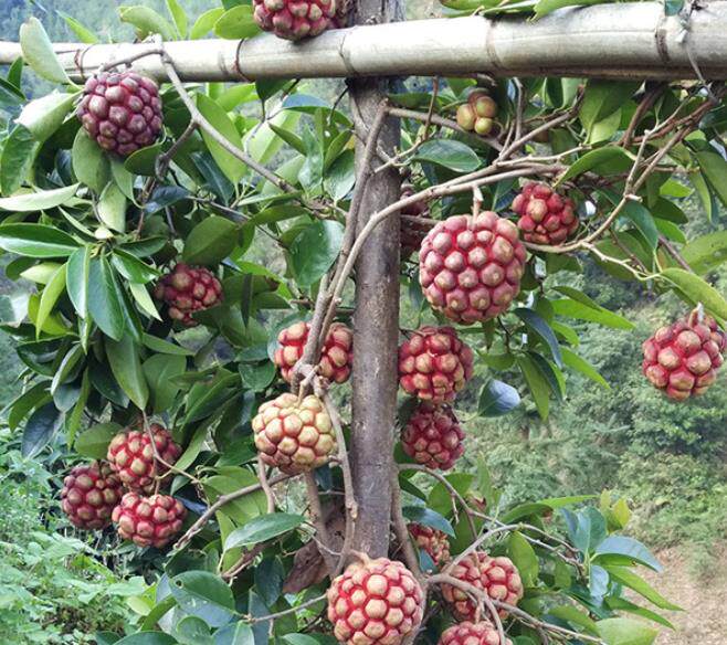 花信桐乡四季花园的优惠券大全—冷饭团黑老虎果布福娜常绿藤本盆栽苗