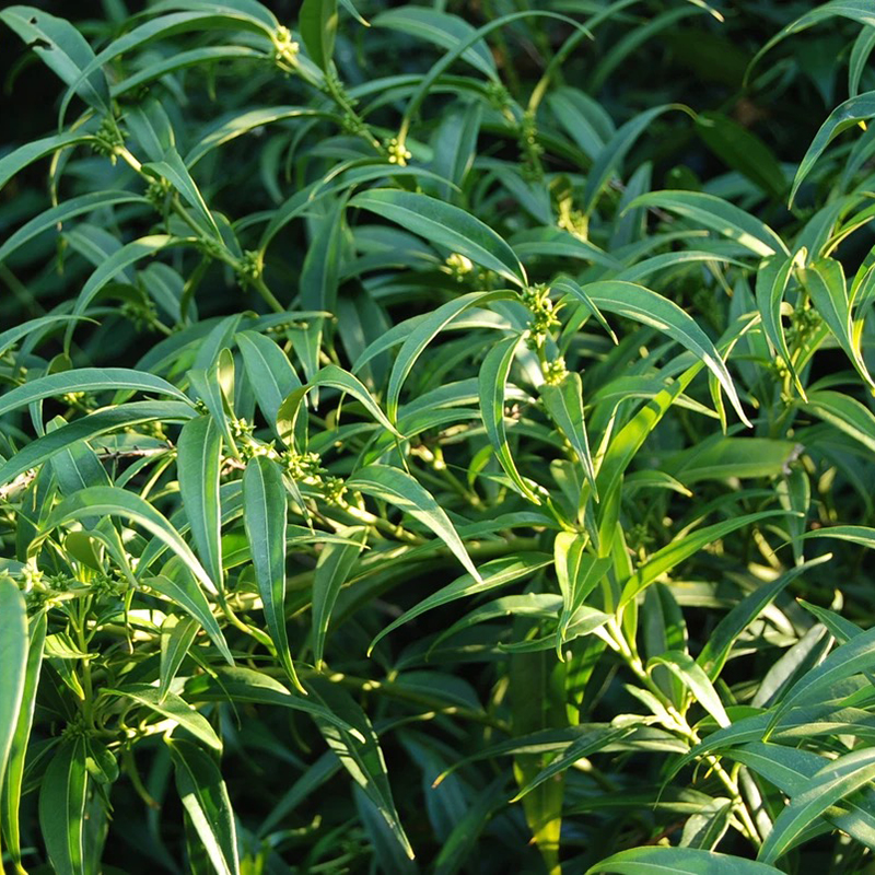 柳叶野扇花四季观赏耐阴暗室内户外庭院阳台花园常绿花灌木盆栽——花