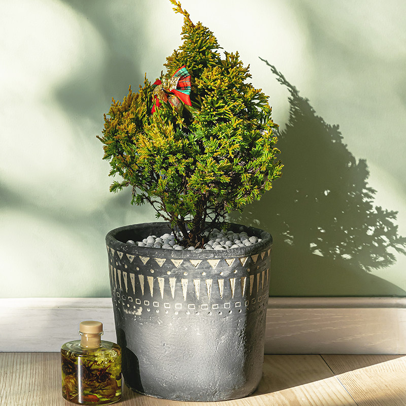 金羽桧/圆柏树苗盆景多年生耐寒彩叶针叶圣诞庭院阳台盆栽花坛——花