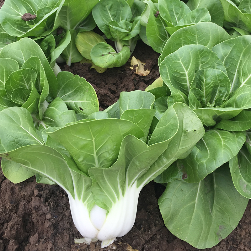 矮脚黄兔子腿青菜上海青小白菜种子耐寒白梗油菜籽四季播蔬菜种孑