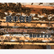 中蜂蜂群带王蜜蜂群活体带脾中华土蜂中华蜂中华蜜蜂活体蜜蜂双色